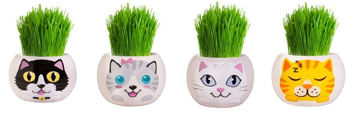 NEW CAT PRODUCTS!