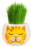 Grass Hair Kits - Kittens
