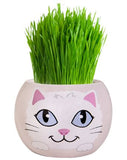 Grass Hair Kits - Kittens