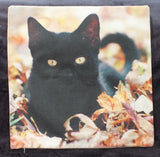 black cat in leaves